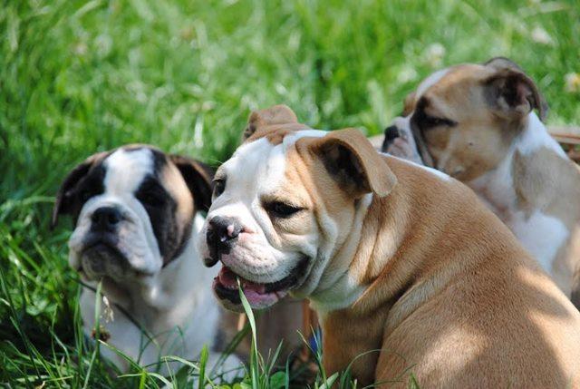 Engleski-buldog-