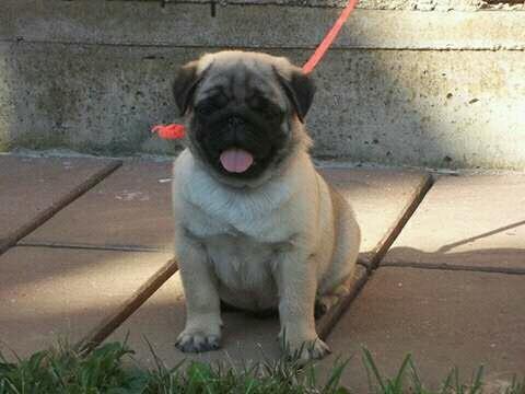 Mops--musko-stene