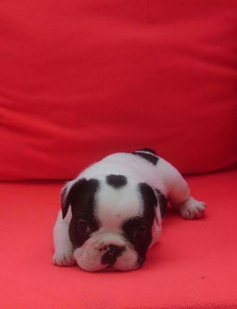 Francuski-Buldog