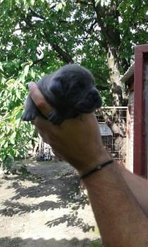 Cane-corso--sivi-stenci