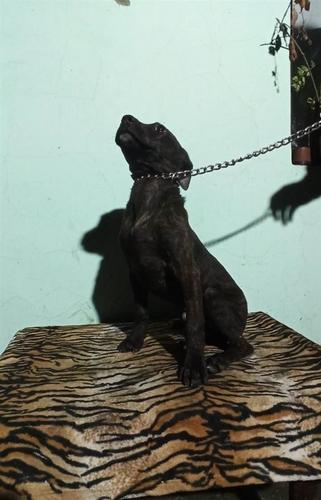 Pitbul štenci 