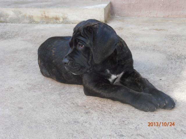 CANE CORSO PRVOBIRANO ŠTENE
