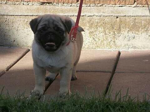Mops--musko-stene