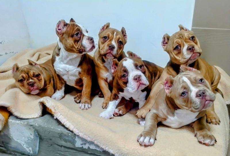 American-bully-exotic