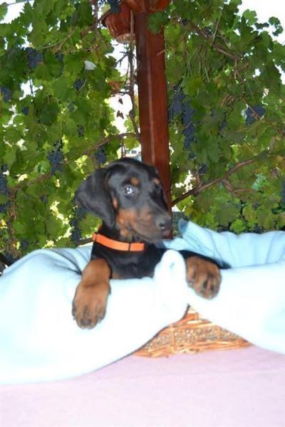 Doberman--štenad-odličnog-pedigrea-