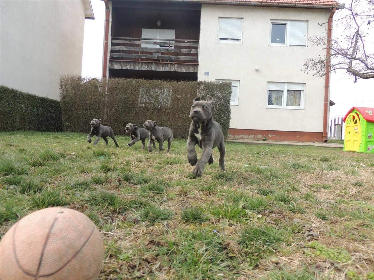 Cane-Corso-stenci