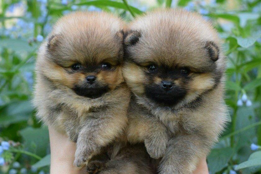 Pomeranski-spic