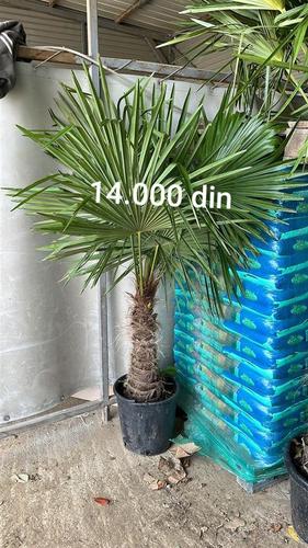 PALME 