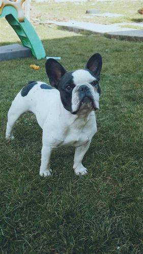 Francuski buldog 