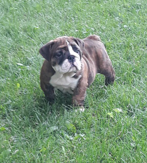 Engleski-buldog