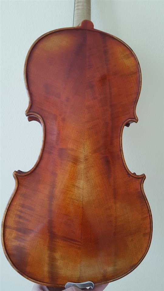 Viola