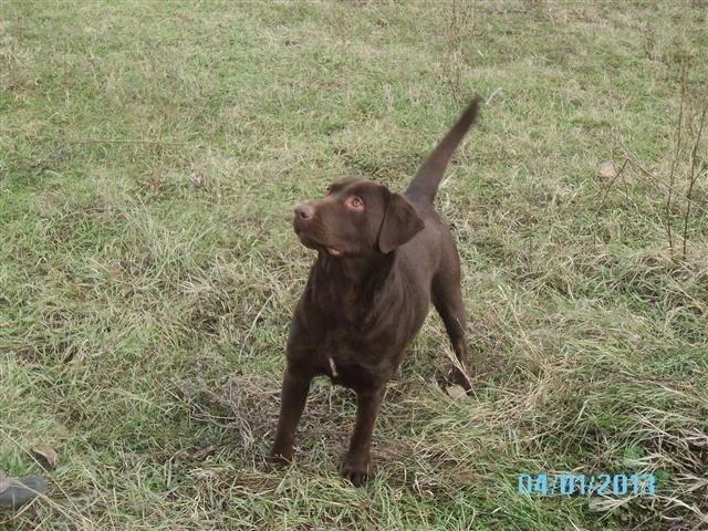Labrador-Retriver