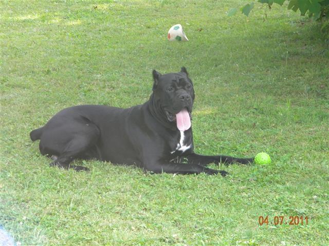 CANE-CIRSO-ŠTENAD