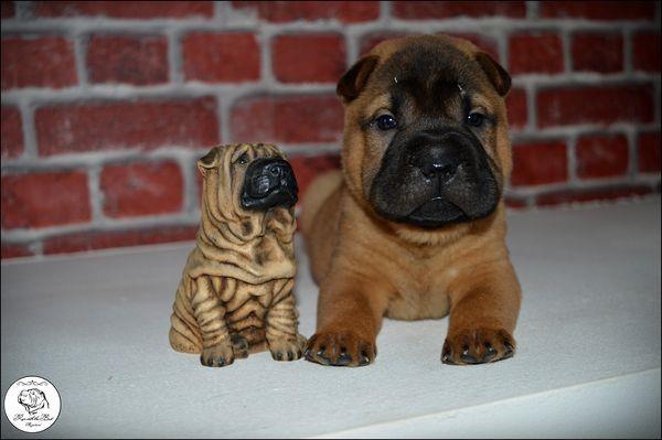 Shar-Pei-leglo-
