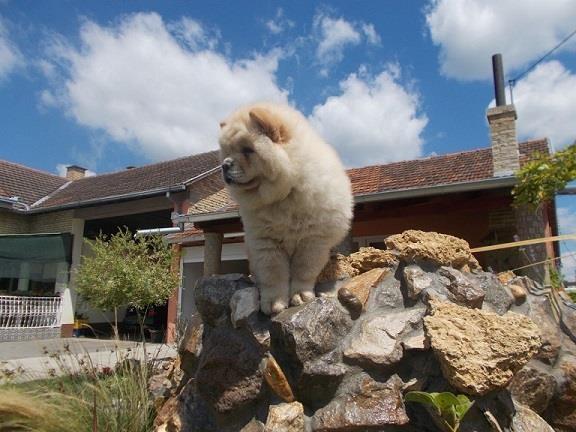 Chow-chow-cau-cau-stenad