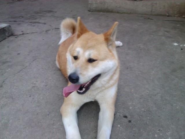Akita-Inu-stenci
