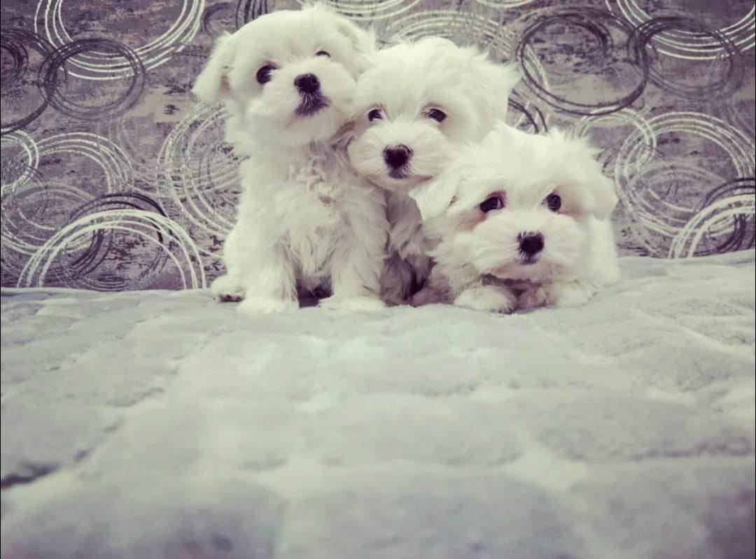 Maltezer