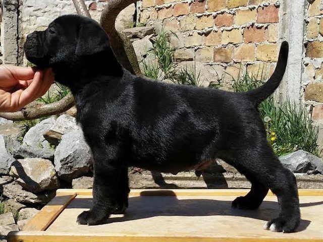 CANE CORSO stenci  dobrog porekla