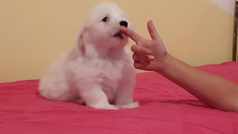 Coton-de-Tulear