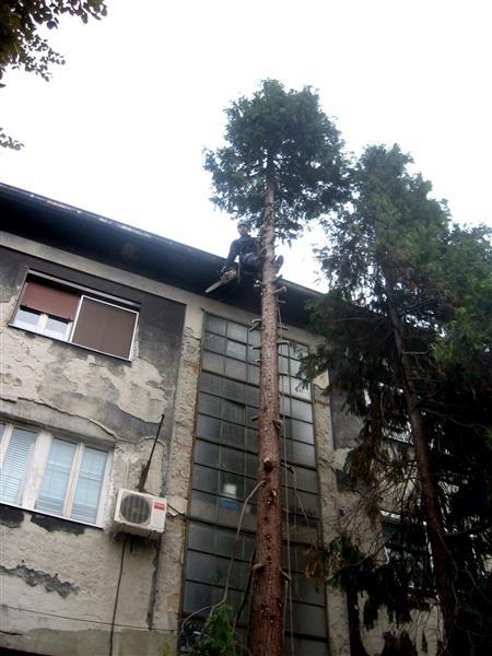 Seča-stabala-i-orezivanje