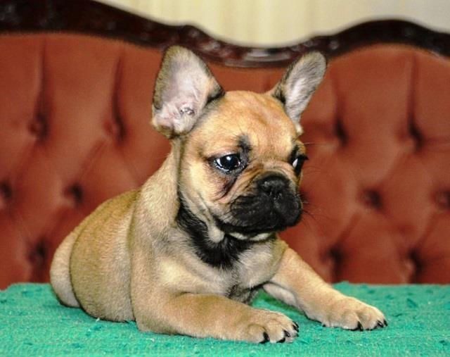 Francuski-buldog