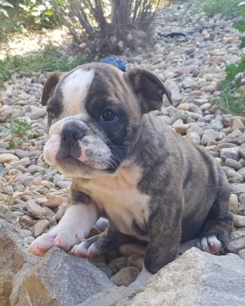 Engleski-buldog--štenci