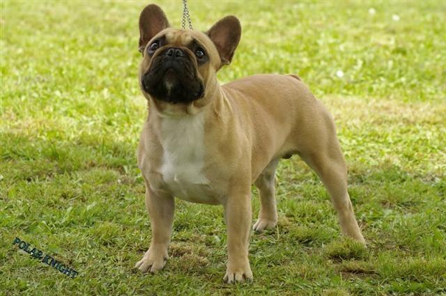 Francuski-buldog-parenje