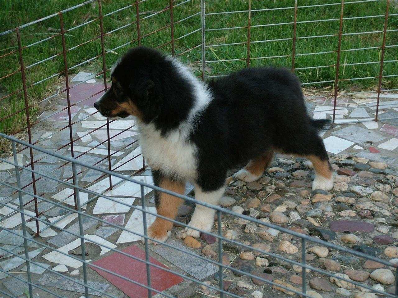 AUSTRALIJSKI-OVČAR