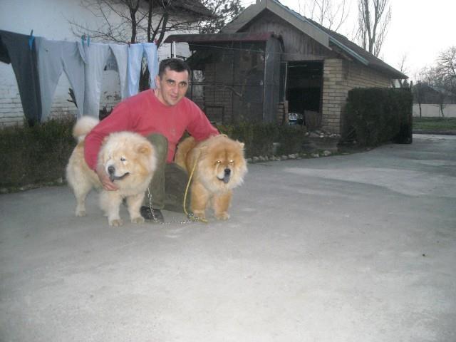 Cau-cau---Chow-chow-stenad-