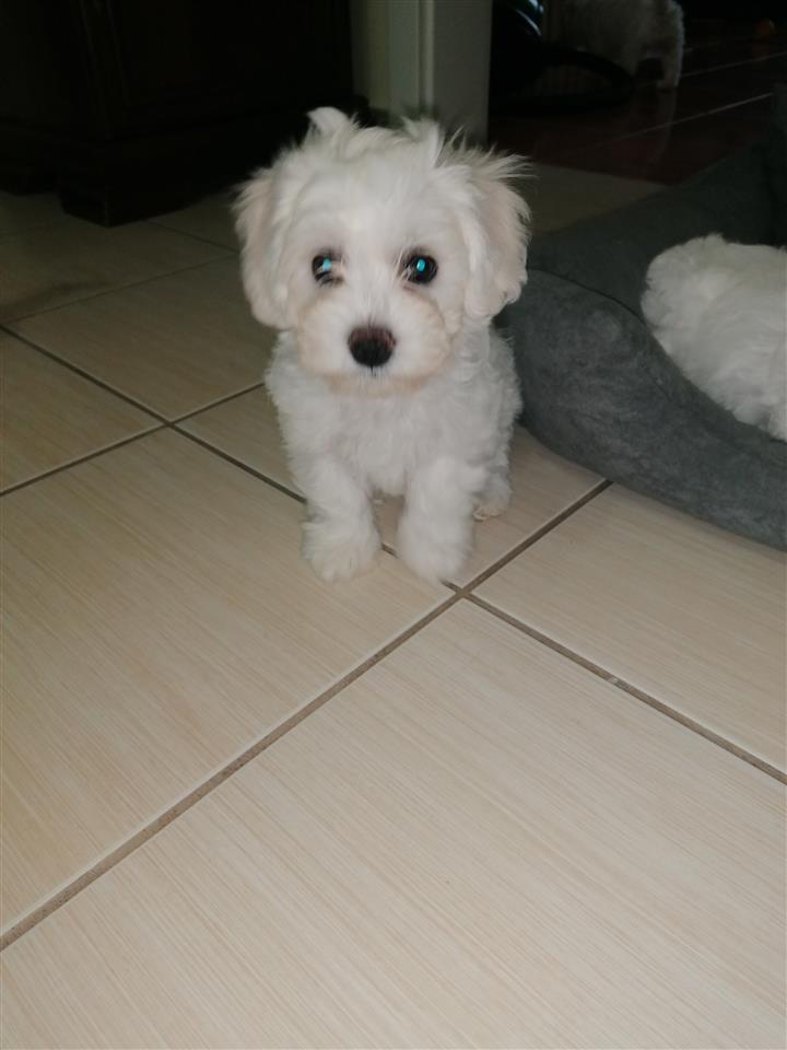 Bisoni