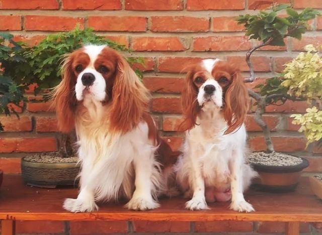 Cavalier-King-Charles-Spaniel