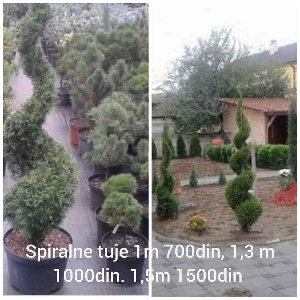 Sadnice-tuja