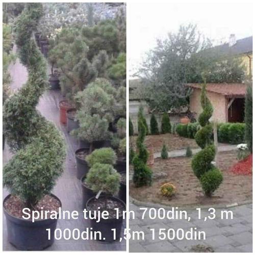 Sadnice tuja