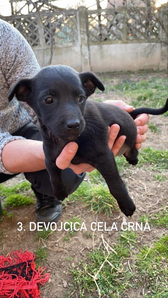 Udomljavanje-napustenih-stenaca