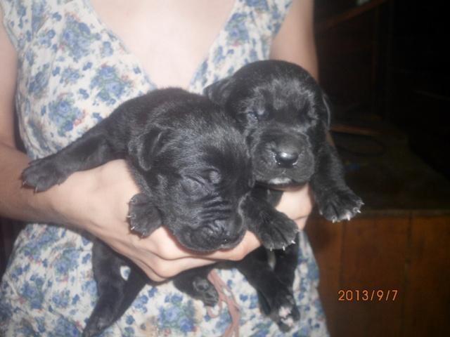 Cane-Corso--stenci