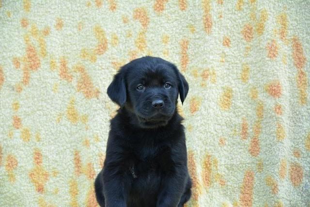 Labrador-retriver--stenci