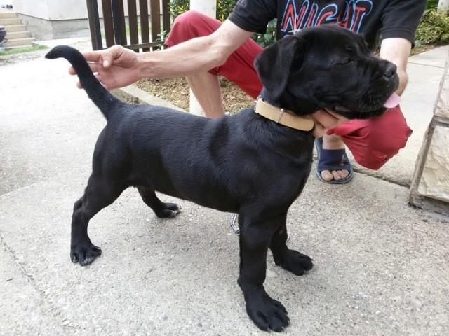 Cane Corso prvobirano zensko stene