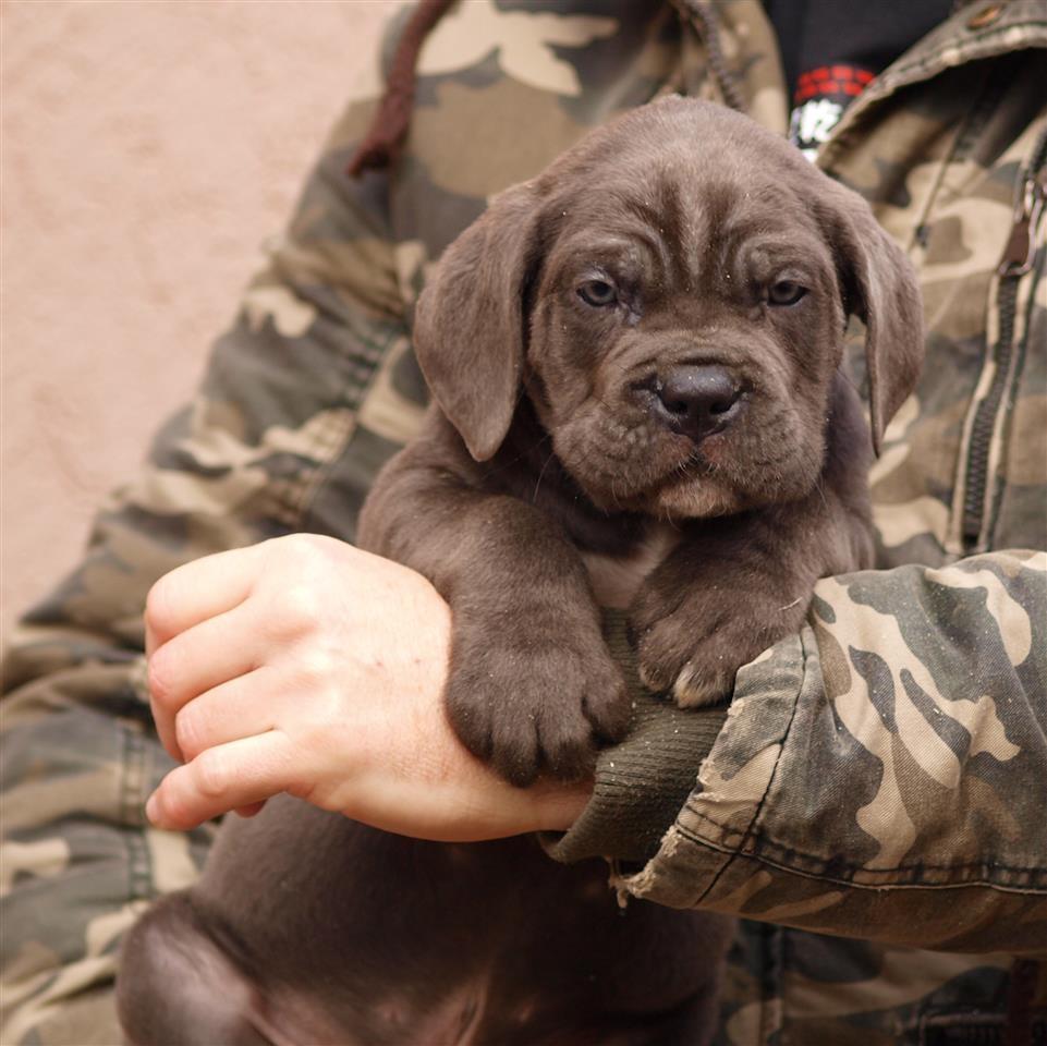 Cane-Corso-Stenci