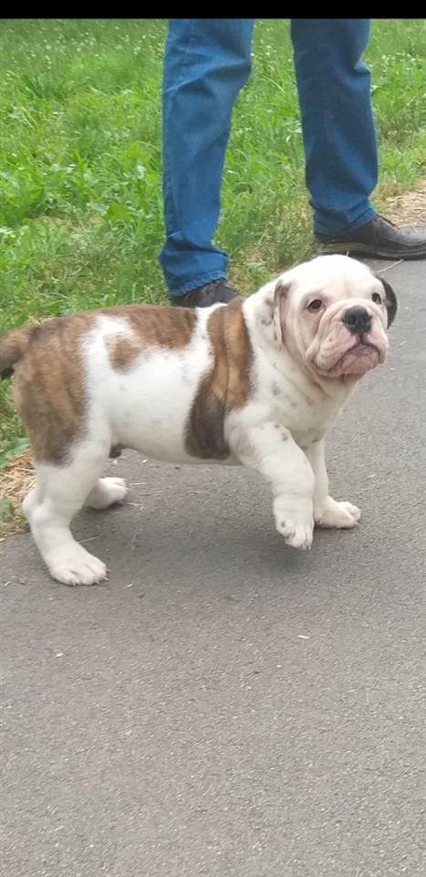 Engleski-buldog-štene