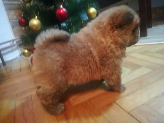 Chow-Chow-stenad