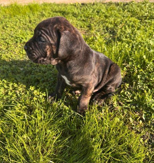 Cane-Corso-štenci