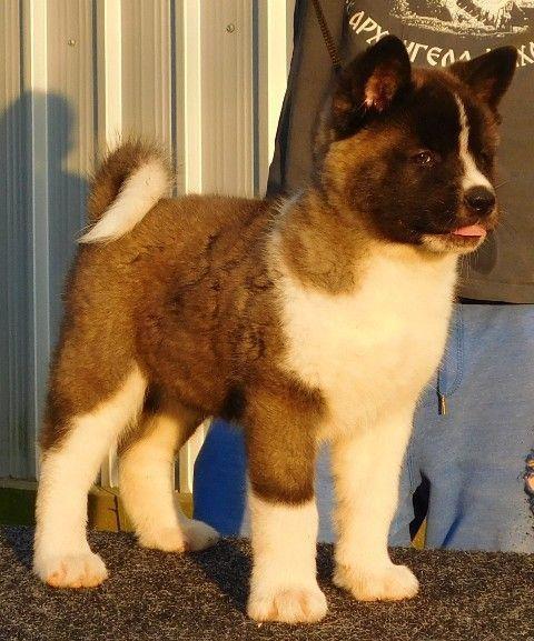Američka-Akita--štenci