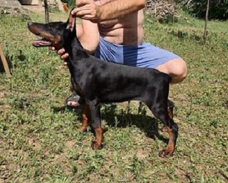 Doberman-štenci-