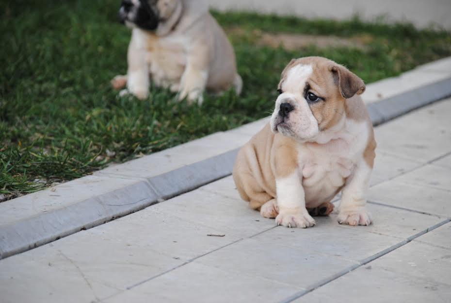 Engleski-buldog-