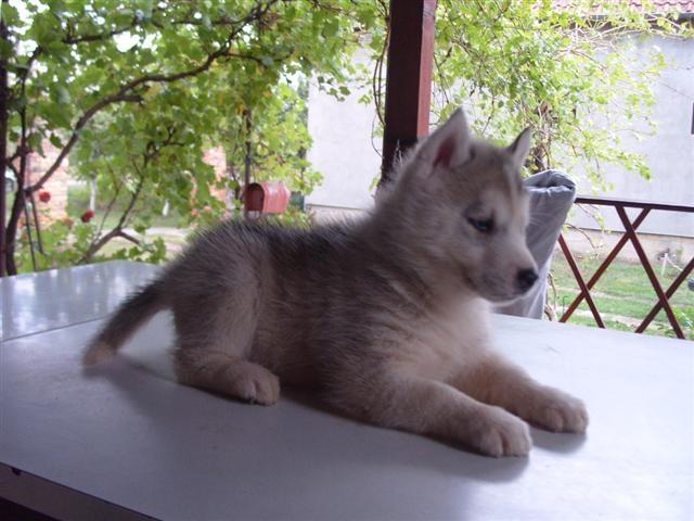 Sibirski-haski