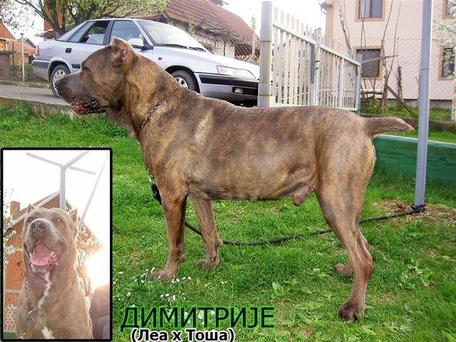 Srpski-Odbrambeni-Pas--rezervacije