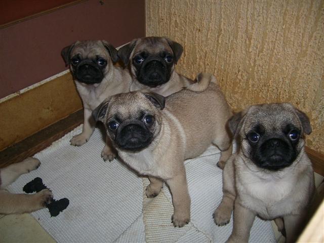 Mops štenci na prodaju