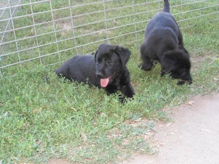 Labrador-Retriver
