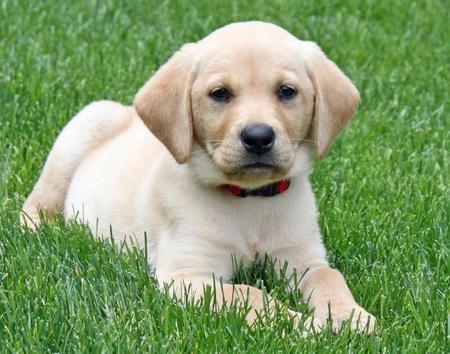 Labrador-retriever--prelepi-stenci-
