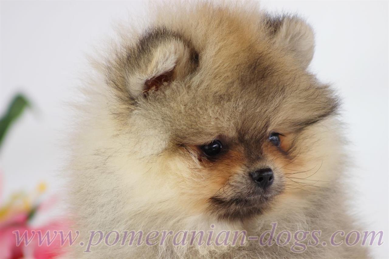 Pomeranac-Boo-stenci